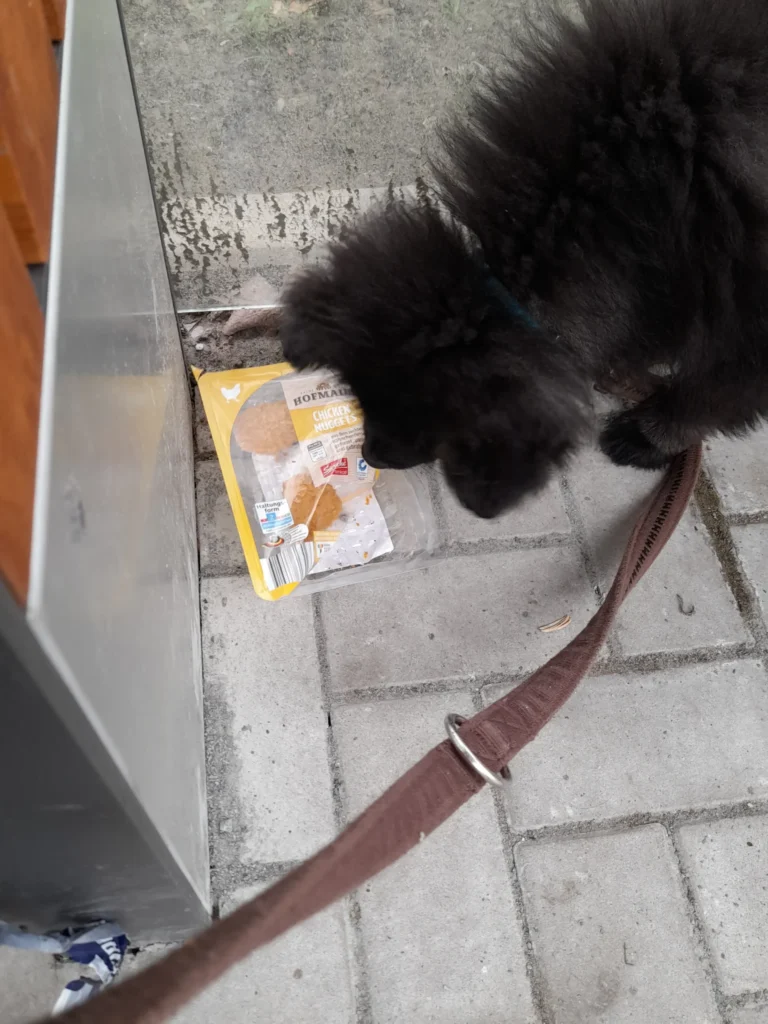 Dorle mit noch nicht einmal 12 Wochen:
ein an der Bushaltestelle herumliegendes aufgerissenes Paket mit Hähnchen-Nuggets wird nur ganz kurz berochen und für uninteressant befunden!