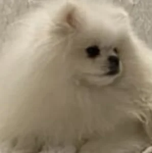 Pomeranian - "Bärchen-Typus"