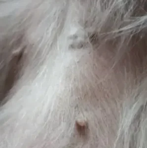 Gesäugetumor bei einer Hündin
(Knoten oben in der Mitte)