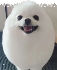 Teacup-Pom im Tamagotchi-Stil