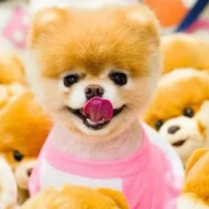 Teacup-Pom im Monchichi-Stil