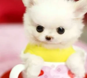 Teacup-Pom im Furby-Stil