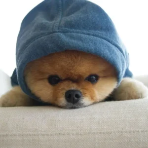 Teacup-Pom als Paddingzon-Bear angezogen