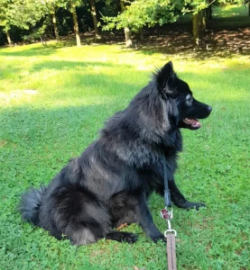 Dorle
(Schwarzer Wolfsspitz/Westfale ohne Abzeichen)
[Foto: © M. Putzer]