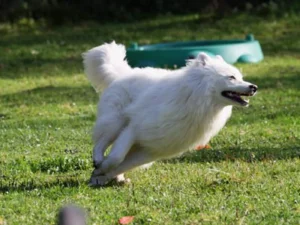 Nu aber flott!!!
(Aris, Großspitz),
[Foto: © J. Jakob – www.dorfspitz.de]