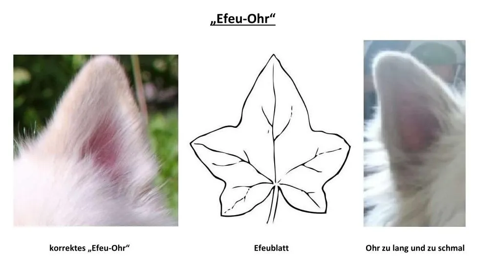 Efeu-Ohr