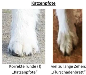 Katzenpfote