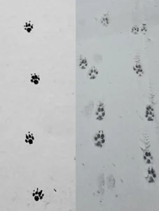 Links: Typisch schnürende Spur eines Jagdhundes
Rechts: Typisch schränkende Spur eines nicht jagenden, korrekt gezüchteten, Spitzes
Foto: © M. Putzer
