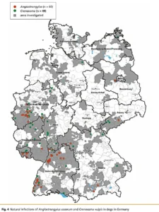 Geographische Verteilung der auf Lungenwürmer untersuchten Gebiete und befallener Hunde (bis März 2009)