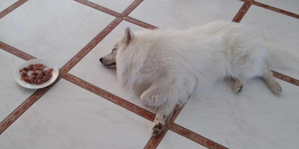 Einfach eingeschlafen - ein satter und rundum zufriedener Hund!
(Falko Baghira von der Zauberkiste – „Sammy“), [Foto: T. Klüh]