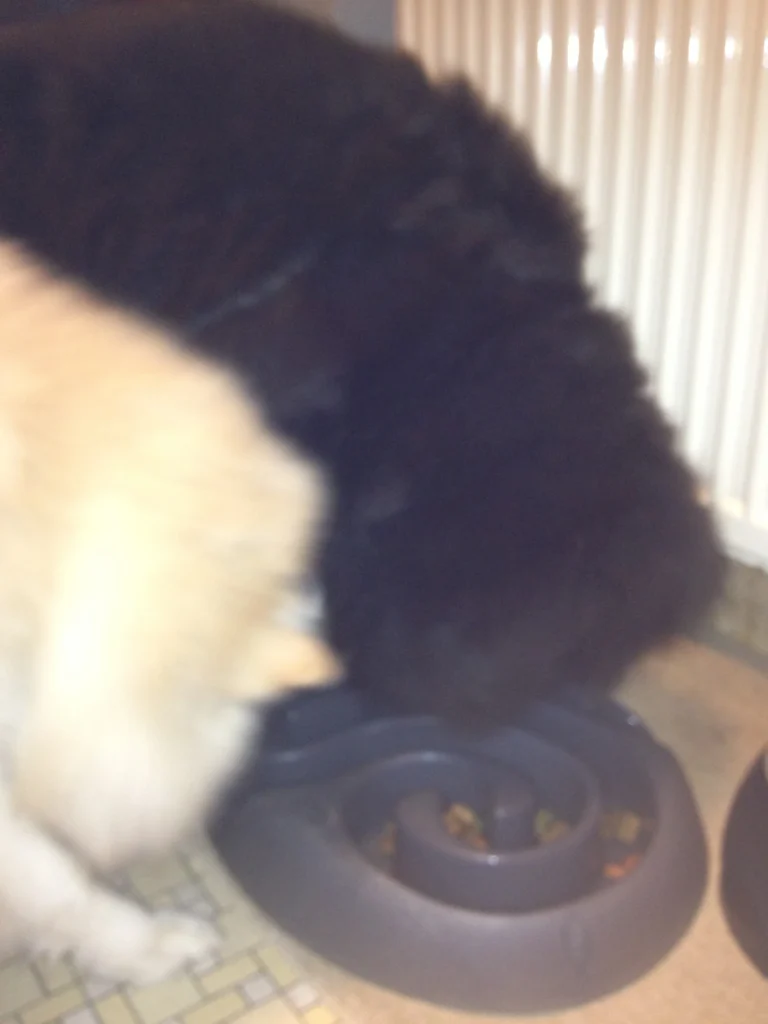 Anton und Gilla mit der Futterschnecke
