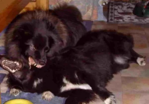 Griepto und Banja