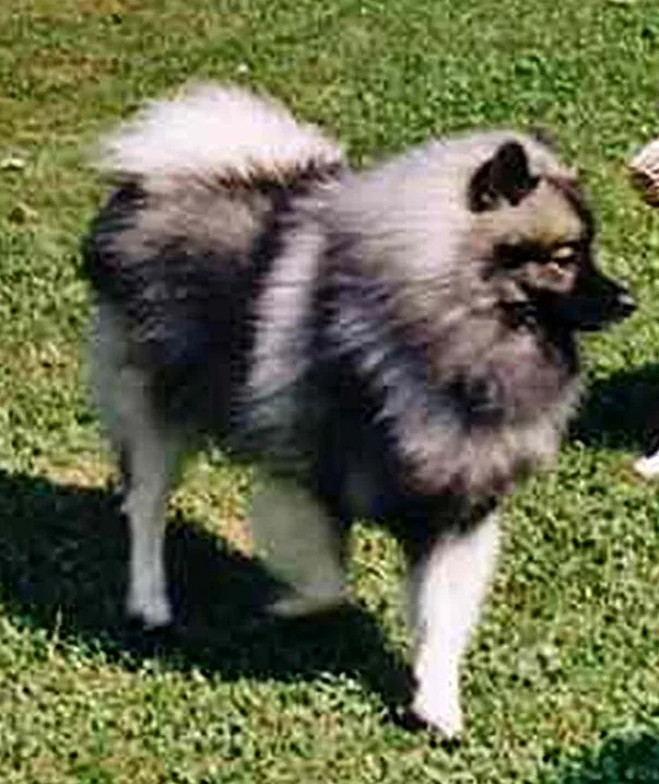 Wolfsspitz