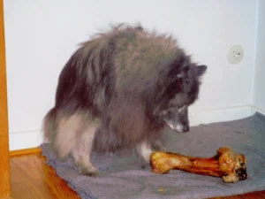 Unser Opi Otto:
Auch wenn Hören und Sehen nicht mehr funktioniert - Schmecken und Knabbern klappt aber noch!