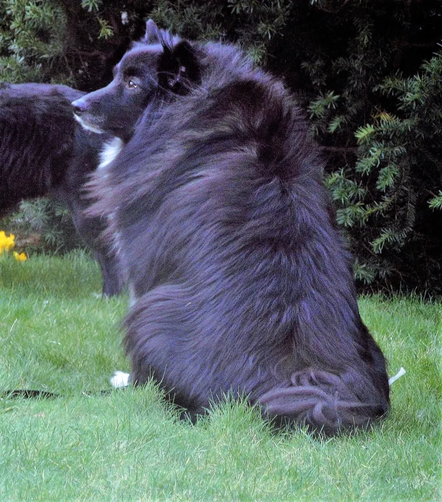 Westfälischer "Schwarzer Wolfsspitz"