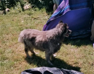 Otto - mit geschorenem Pelz ist es leichter im Hochsommer