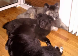 Banja und Gilla mit dem alten Otto