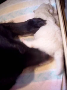 Das Herunterdrücken ist eine Dominanzgeste, die der Hund schon als Welpe von seiner Mutter kennenlernt und bedeutet für ihn nicht Unterdrückung, sondern Fürsorge!