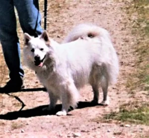 Kastrierter Großspitz
