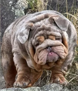 Dieser Hund ist weder schön, noch glücklich, sondern leidet entsetzliche Qualen!