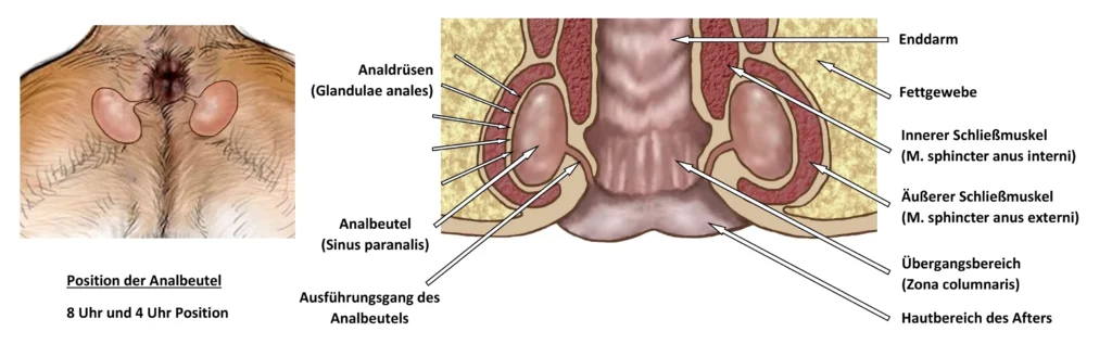 Lage der Analdrüsen und -beutel