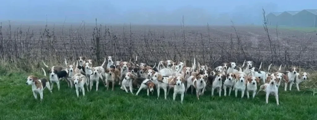Beagle sind absolute Meute-Hunde und benötigen die Gesellschaft anderer Hunde, um glücklich zu sein!