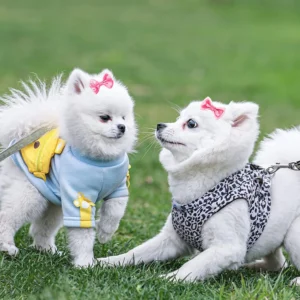 Sind Hunde putzige Accessoirs?