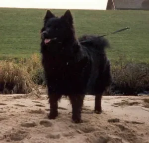 Bild 04
Ein Svensk Lapphund (Lapinkoira)