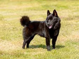 Bild 05
Ein Schipperke
(die gibt es auch mit Ringelsteert)