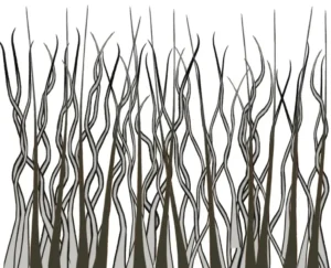 Doppeltes Fell
(Wolfsspitz)
Vereinfachter schematischer Aufbau