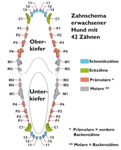 Zahnschema eines erwachsenen Hundes