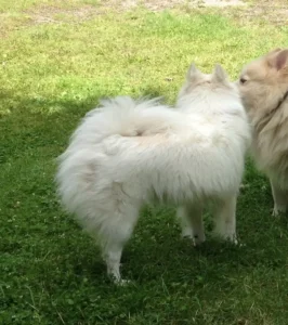 Unkastrierter Großspitz