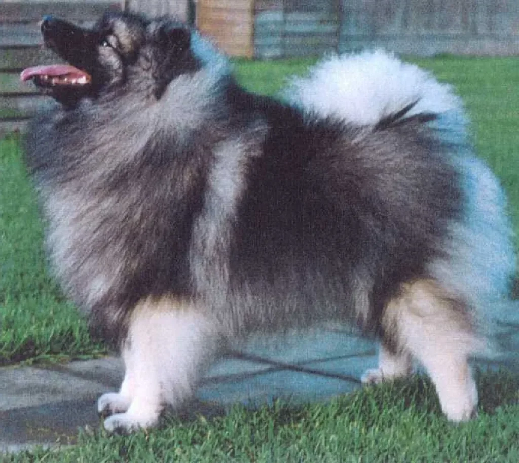 Keeshond