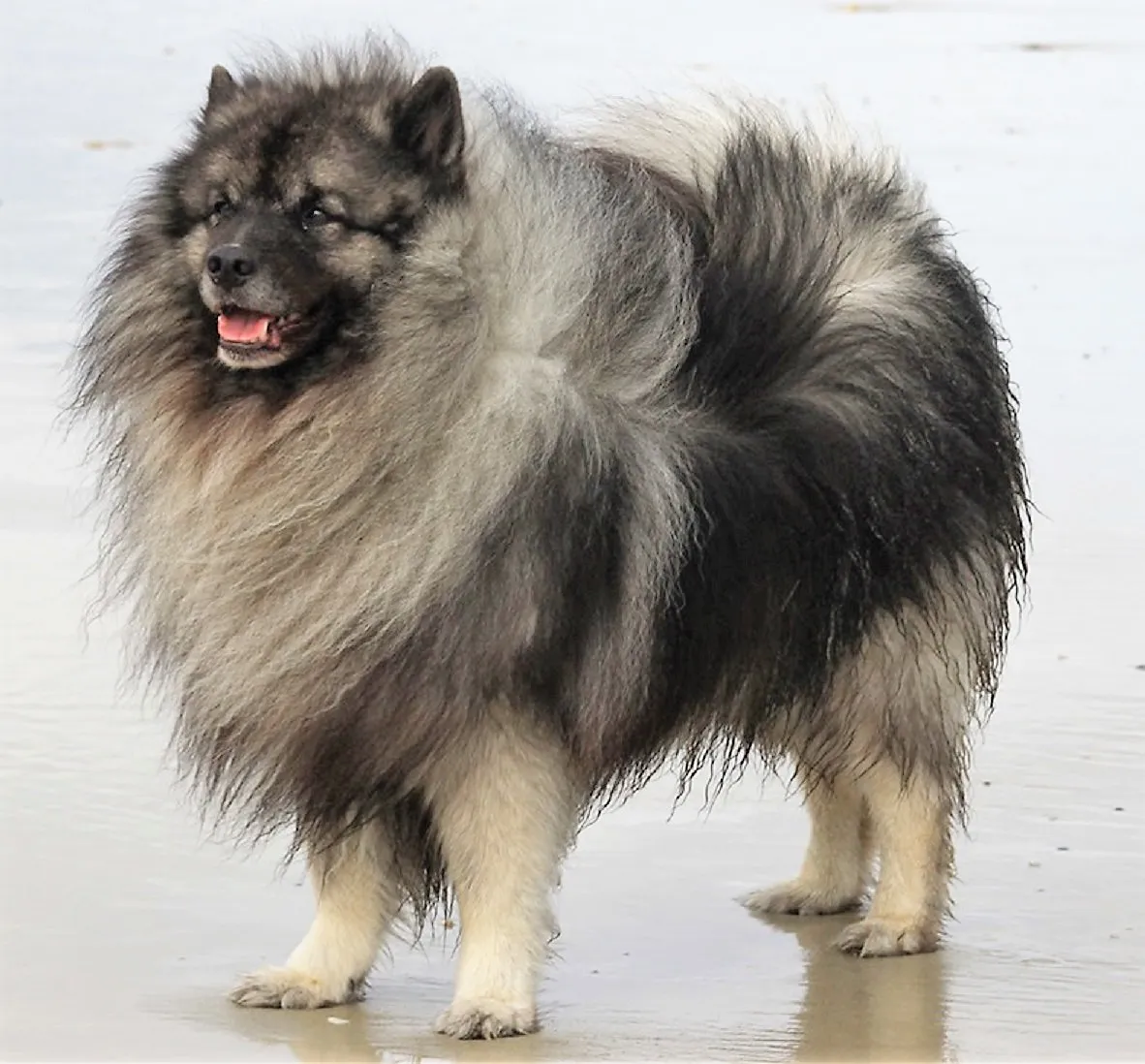 Keeshond