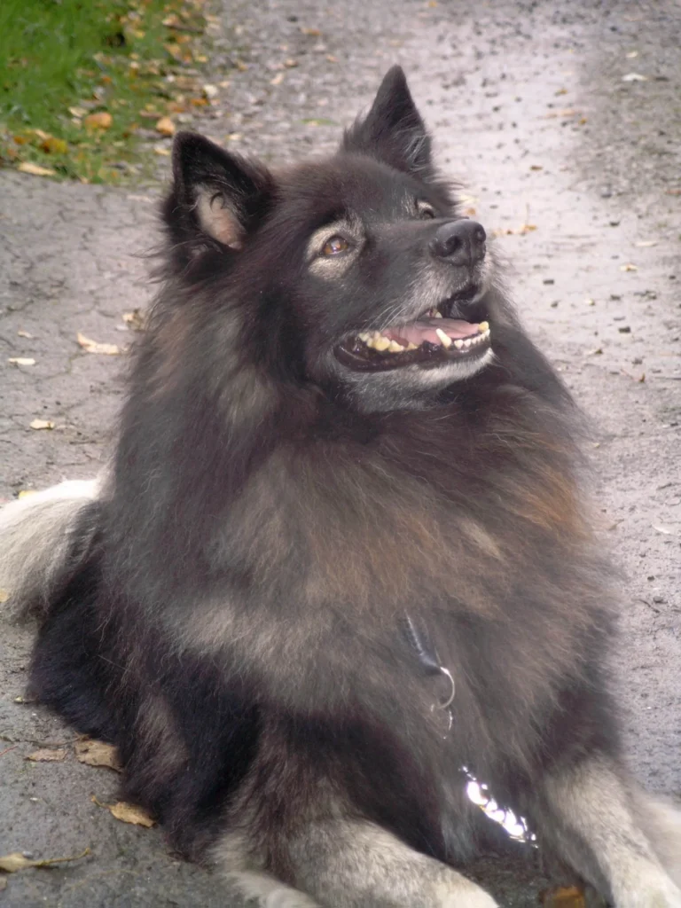 Wolfsspitz