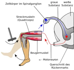 Patellarsehnenreflex