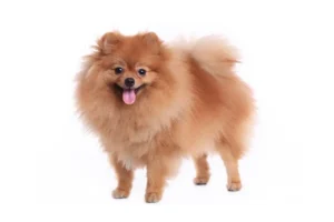 Übergangsform Zwergspitz-Pomeranian