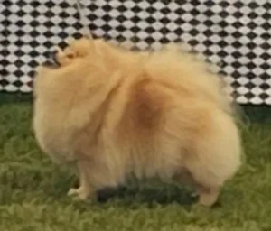Pomeranian, creme