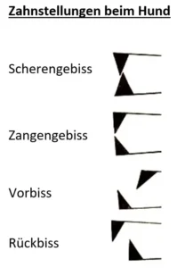 Zahnstellungen beim Hund