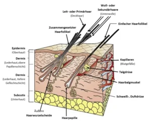 Schematischer Aufbau der Haut und Hautanhangsgebilde des Hundes