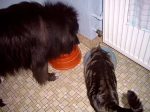 Soll der Kater doch ruhig Hundefutter essen - (nicht nur) Griepto liebt Erdbeeren!