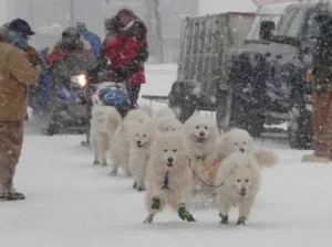 Samojedenspitze sind Schlittenhunde!