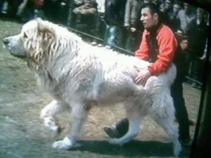 Zentralkaukasischer Owtscharka-Alabai-Mischling - Ein Herdenschutzhund