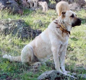 Ein Kangal