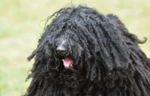 Puli
