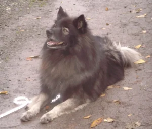 Ein ordentlicher Wolfsspitz!