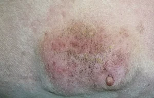 Gesäugetumor bei einer Hündin
(deutliche Schwellung und Rötung)
