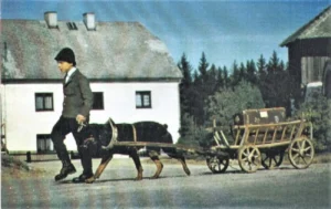 Rottweiler als Karrenhund