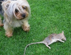 Yorkshire Terrier mit kleiner Ratte