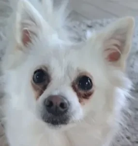 Relativ extreme Epiphora in Kombination mit Exophthalmus ("Glubschaugen"),häufige Folge eines zu kurz gezüchteten Kopfes (Brachycephalie)